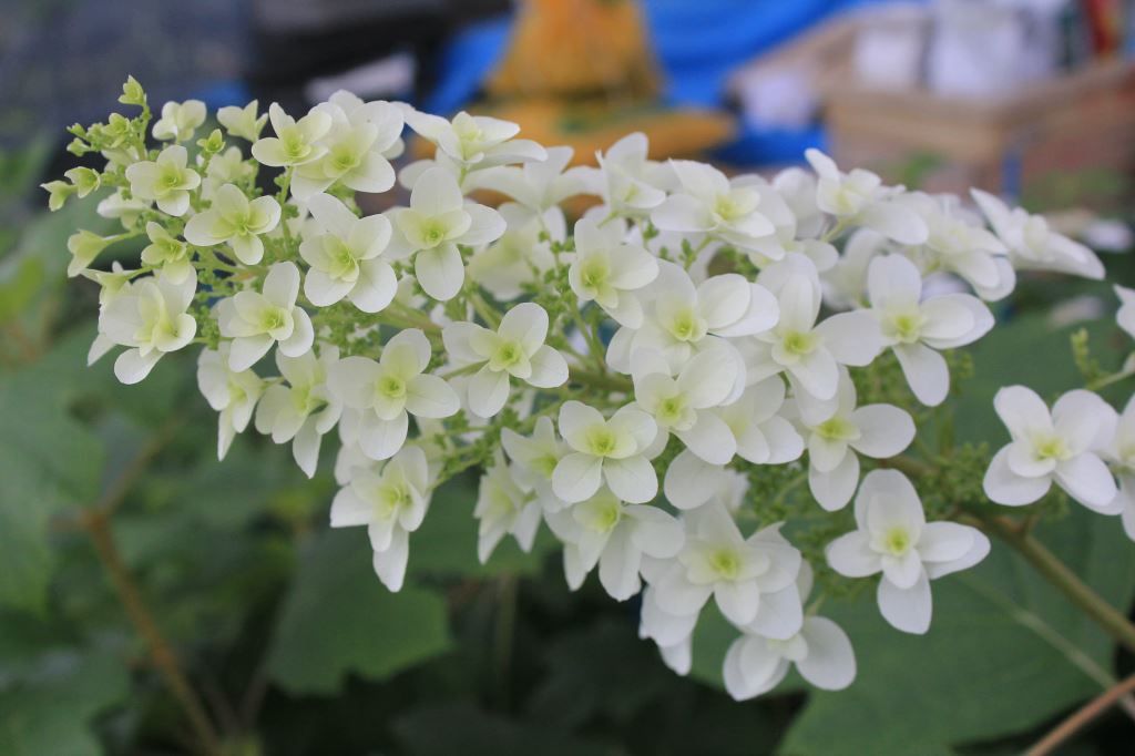 スノーフレーク